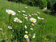 37 Leucanthemum vulgare - Margherita diploide